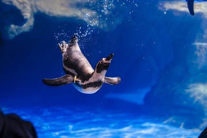 Barcelona Aquarium Skip-the-Line Tickets