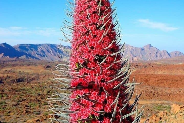 Cruise-Friendly Tenerife Tour: Volcanic Peaks and UNESCO Cities