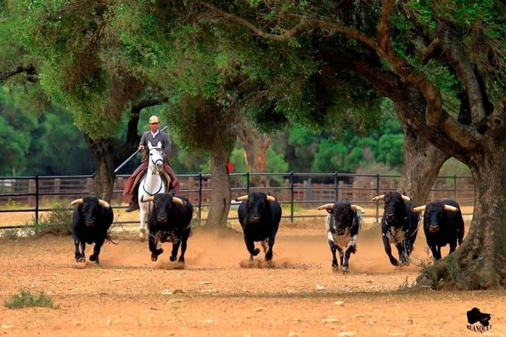 Visit Alvaro Domecq Horses and Brave Bulls in Freedom