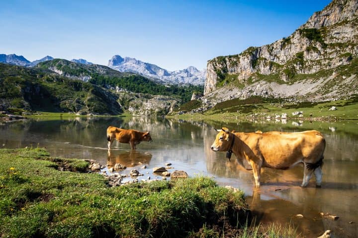 From Oviedo and Gijón Lagos de Covadonga Lastres and Tazones