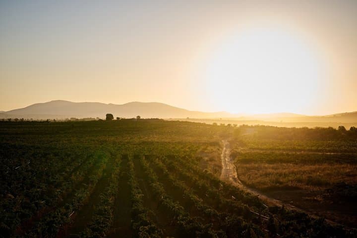 Day Trip from Valencia Viña de Eufemia Wine Experience