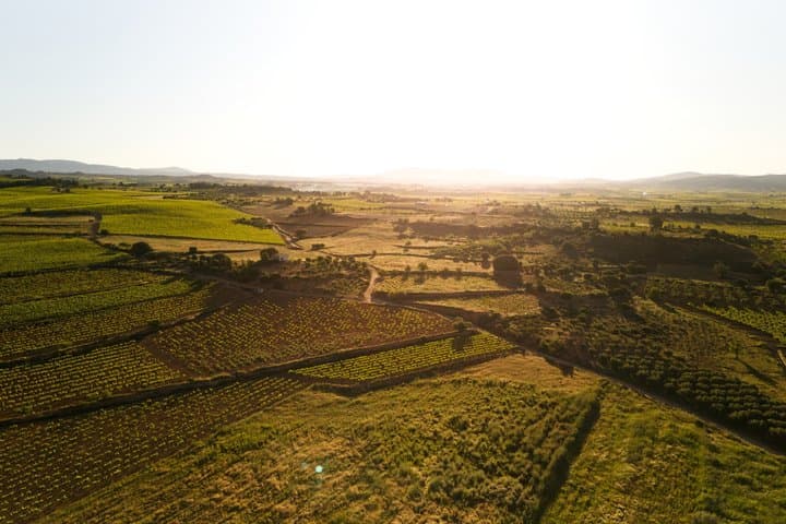 Day Trip from Valencia Viña de Eufemia Wine Experience