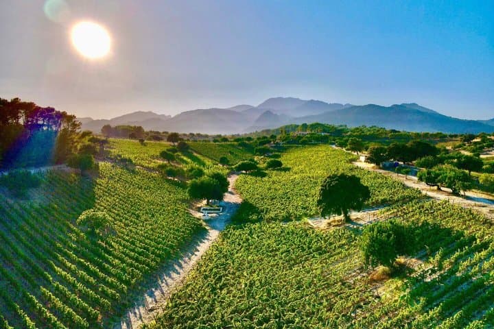 Luxury Wine Tasting Experience at Can Gelat in Mallorca