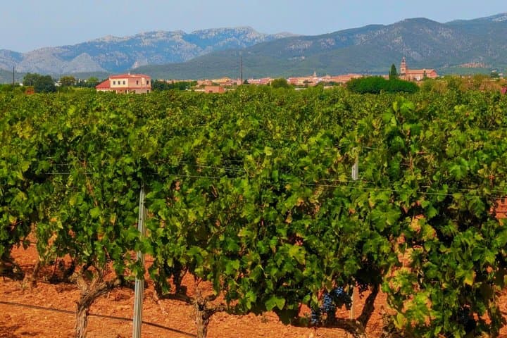 Private Wine and Local Flavors Tour from Palma de Mallorca