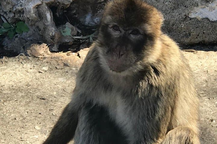 Gibraltar Day Trip from Costa del Sol with Rock Tour Included
