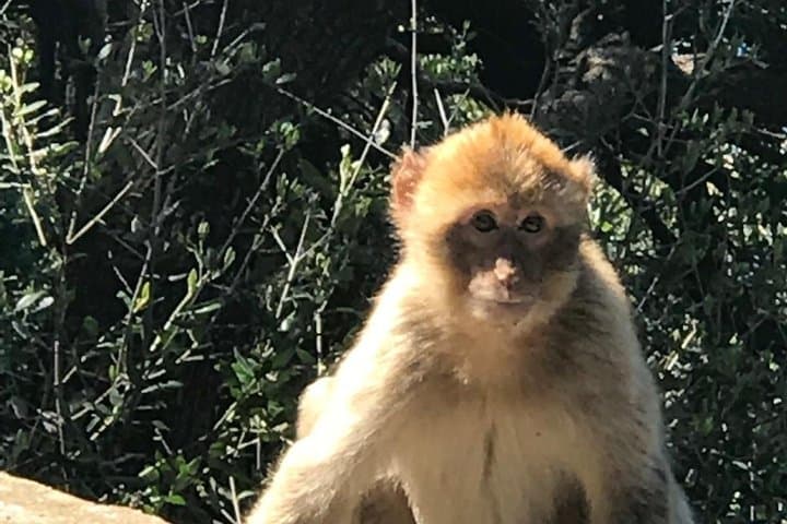 Gibraltar Day Trip from Costa del Sol with Rock Tour Included