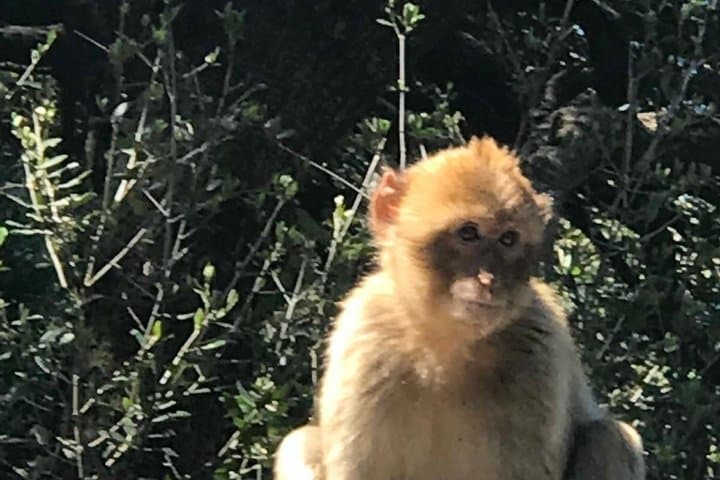 Gibraltar Day Trip from Costa del Sol with Rock Tour Included
