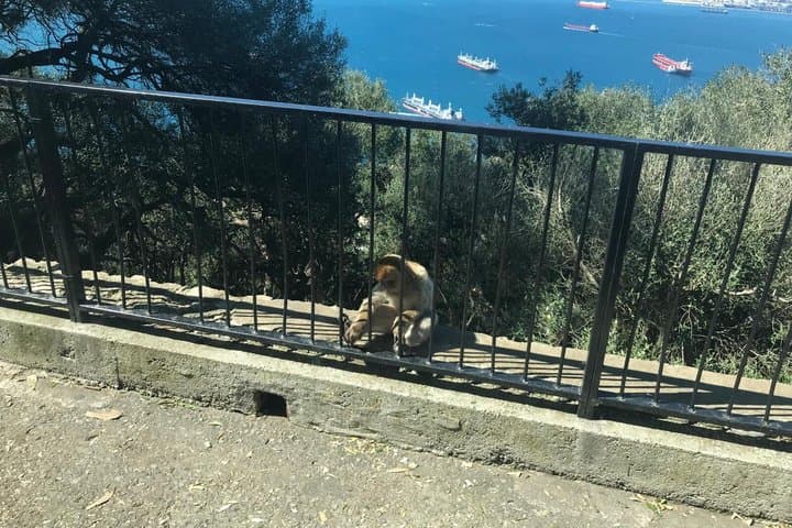 Gibraltar Day Trip from Costa del Sol with Rock Tour Included