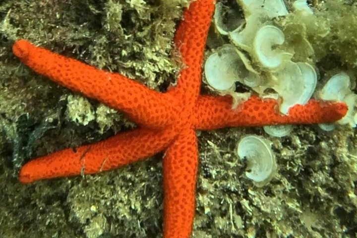 Costa Brava Guided Kayak and Snorkeling Excursion in Playa de Aro