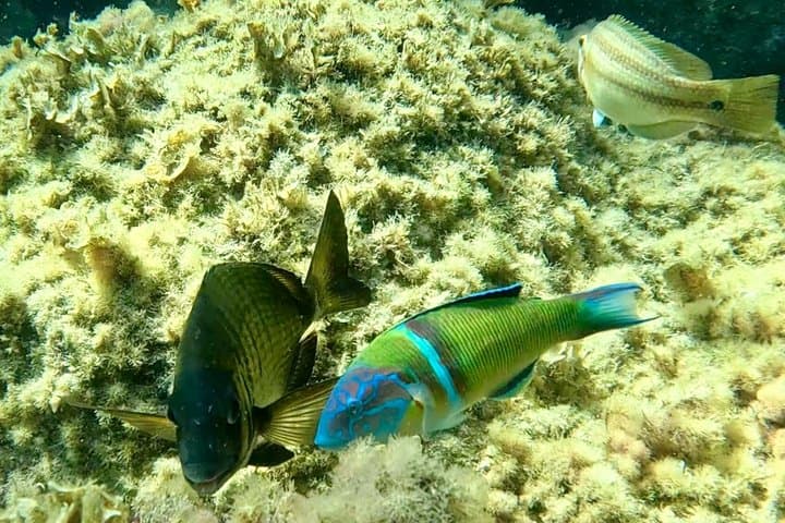 Costa Brava Guided Kayak and Snorkeling Excursion in Playa de Aro