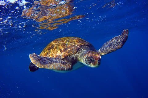 Snork tort