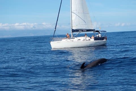 Our luxury sailing yacht Gran Azur Whale Watching