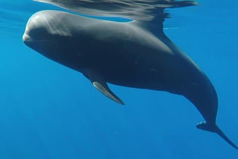 Pilot Whale Tenerife