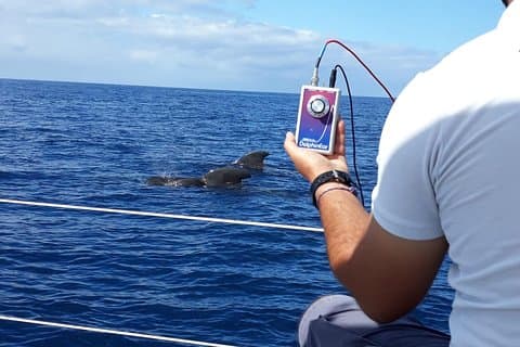 Private Yacht Tour With Whale and Dolphin Watching 42 Foot Boat