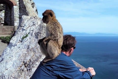 Apes' Den