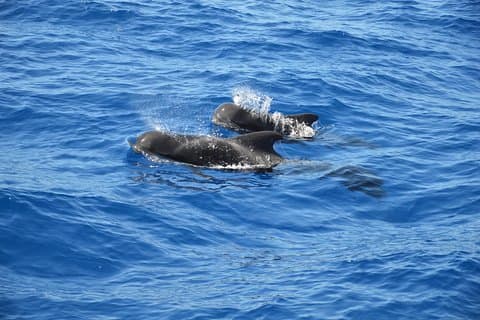 Eco-Tour whale watching regulated by Blue Boat Certification