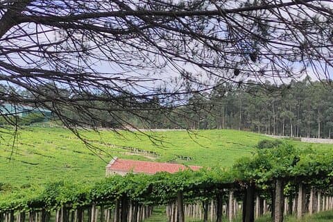 Vinery