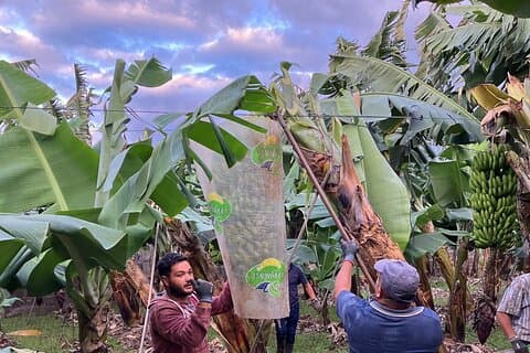 Tenerife Eco Banana Farm Tour