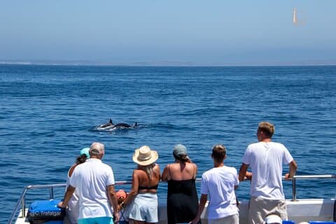 CETACEAN SIGHTINGS IN TRAFALGAR