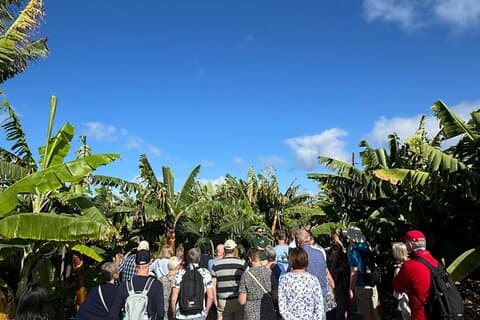 Banana Plantation Tour