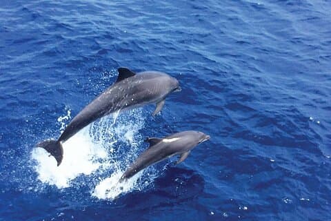 Dolphin Watching from Palma de Mallorca