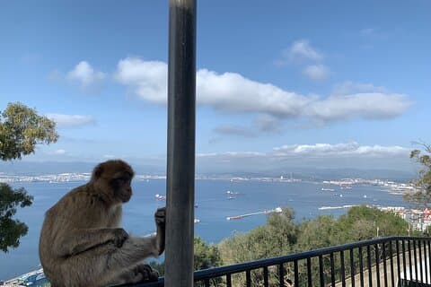 Macaco and Bahia