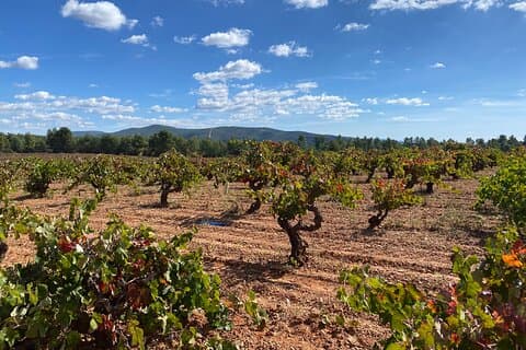 Full Day Private Requena Wineries Premium Tastings