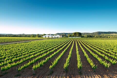 Winery tour & wine tasting in Penedès region 40min from Barcelona
