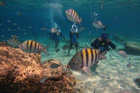 Guided Sea Trek tour in calm, clear waters of Tenerife
