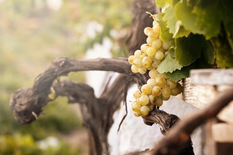 Minorca in 1 Day Talayotic Heritage and Vineyard Visit