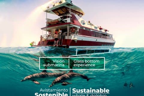 Dolphin & Whale Watching Mini Cruise with Underwater Viewing