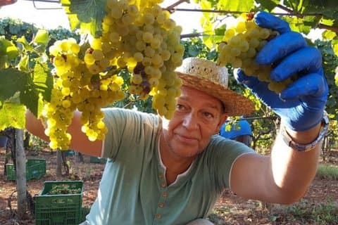 Private Bodega Tour XL Mallorca Wine Tasting in 3 Wineries