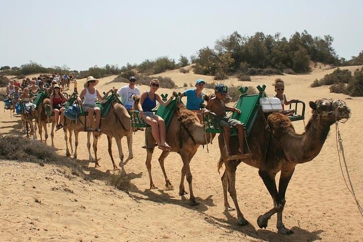 The gentle camels