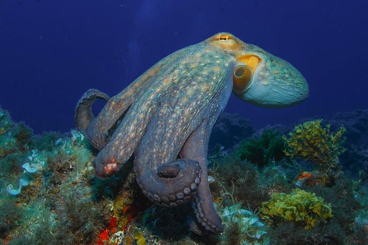 octopus on reef, Tenerife