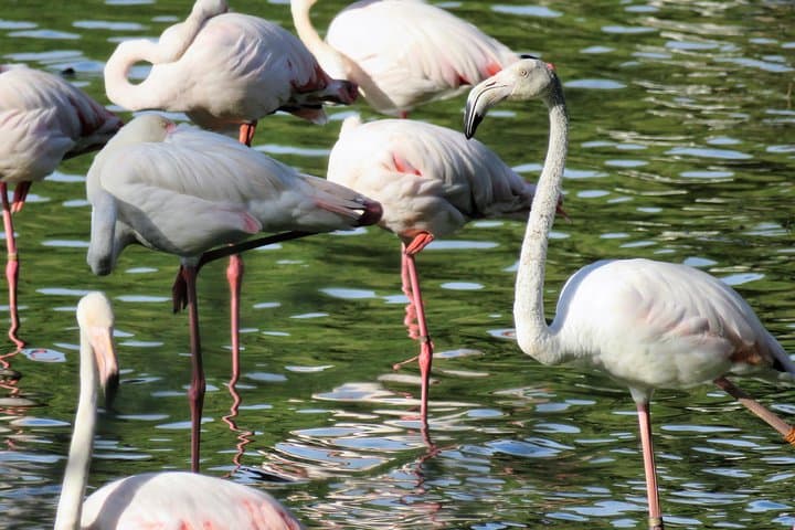 Doñana National Park