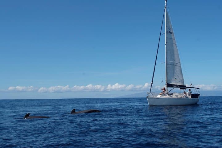 We Get close to the whales and dolphins