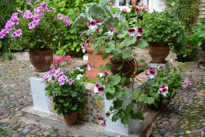 Córdoba Patios Festival