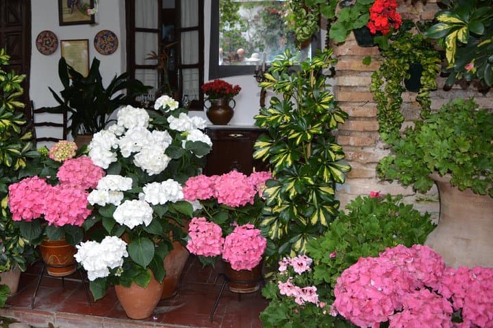 Patios Contest Córdoba