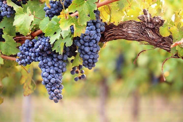 Penedes Vineyards