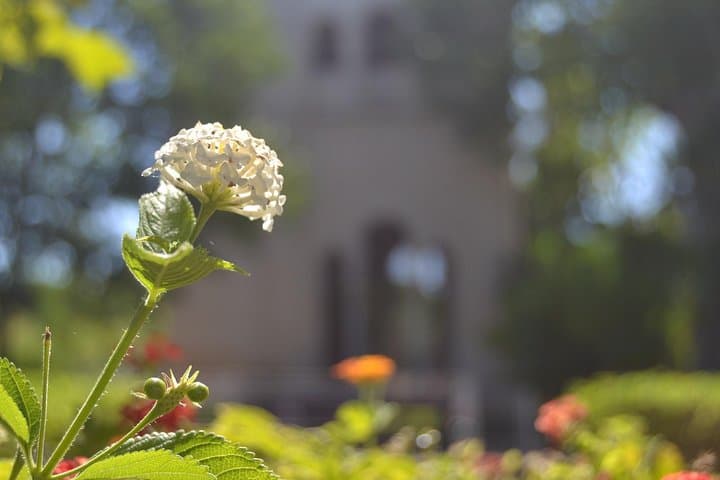 Cartuja monastery guided tour