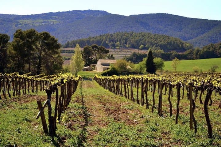 Penedes Vineyards