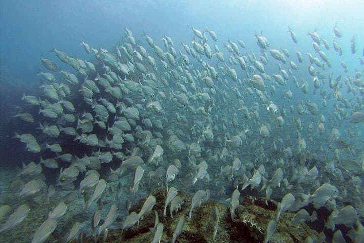 A lot of fish