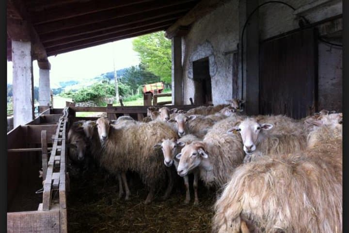 Sheep Idiazabal Cheese