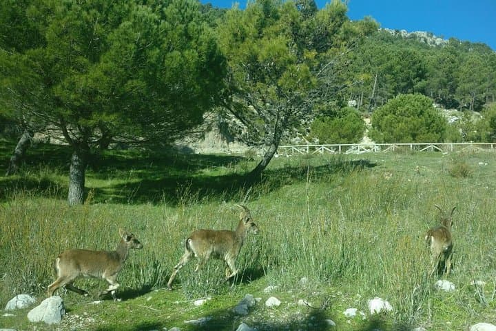 Donana National Park and El Rocío: Guided Tour from Seville