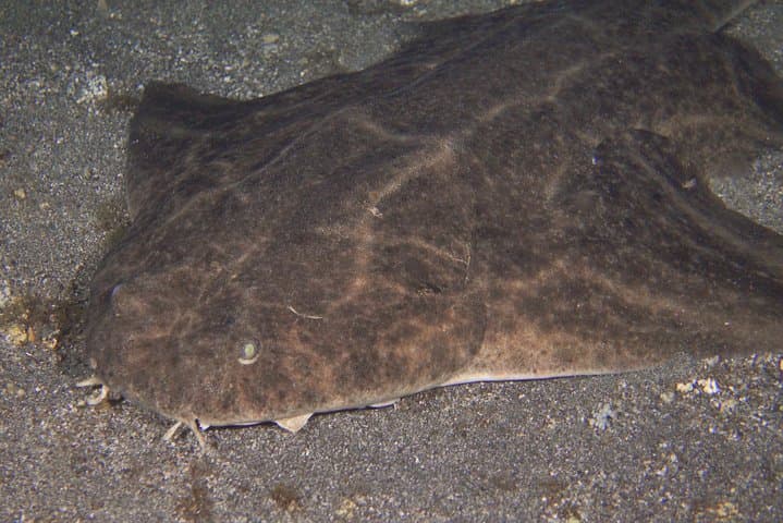 Scuba Night Dive on Tenerife