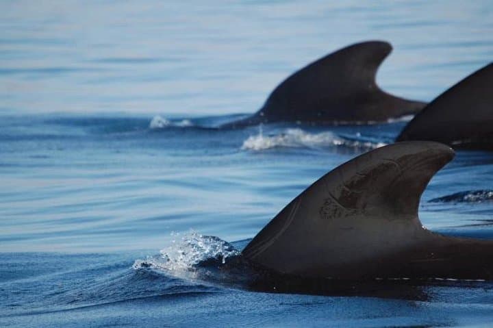 Private Yacht Tour With Whale and Dolphin Watching 33 Foot Boat