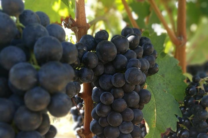 Rioja Wine Private Tour from San Sebastian