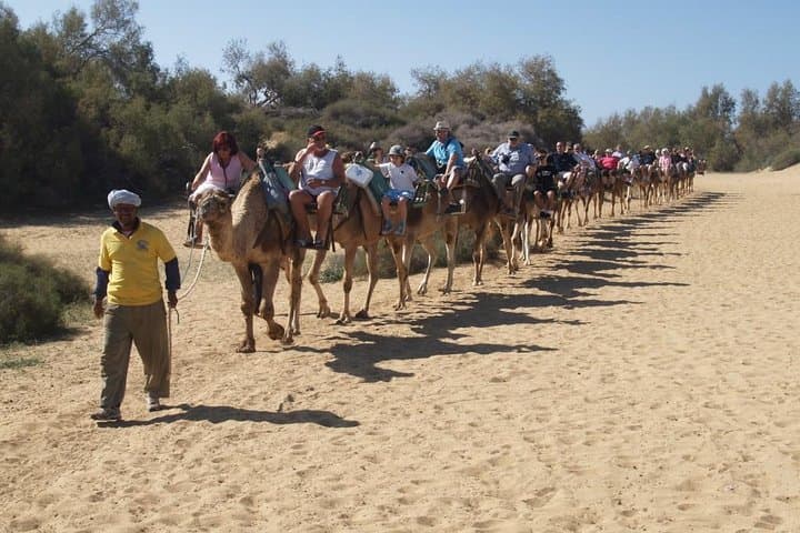 Camel Safari Maspalomas