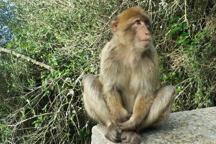 Barbary macaques