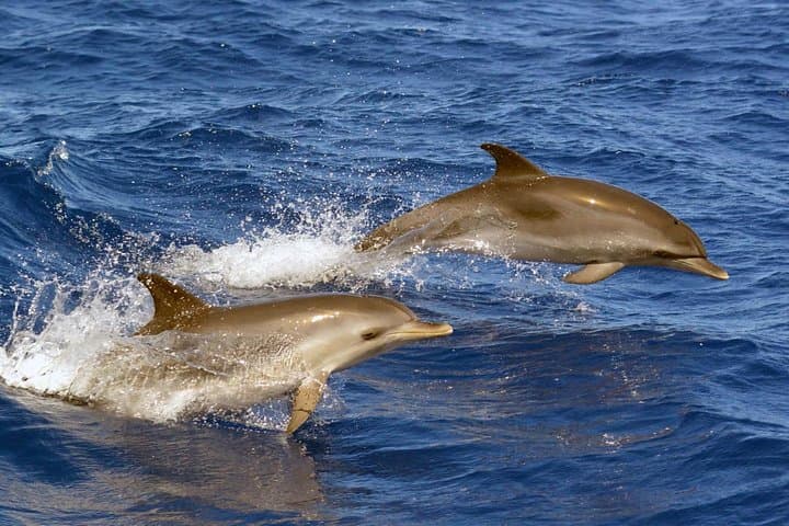 Spotted dolphins are often seen in large pods, very active and inquisitive.